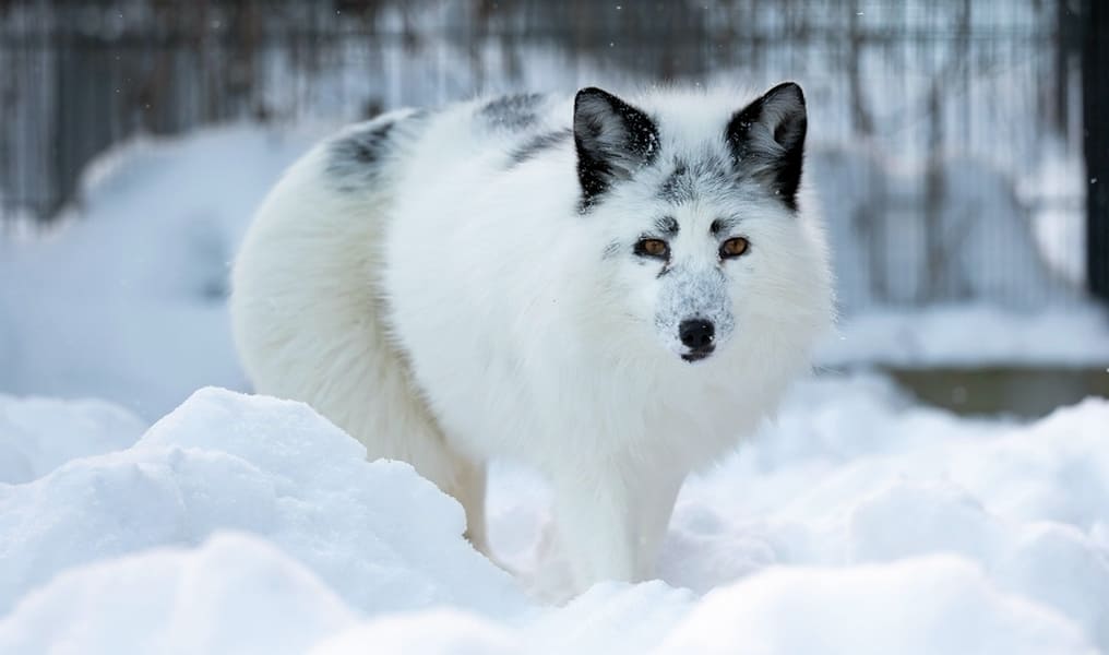 Александровские монахини ищут сбежавшего редкого лиса