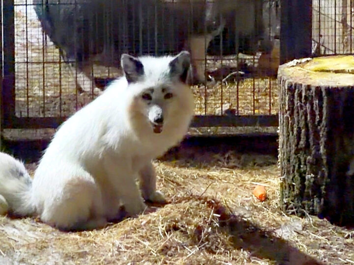 Мраморный лис Марвел вернулся в монастырский приют