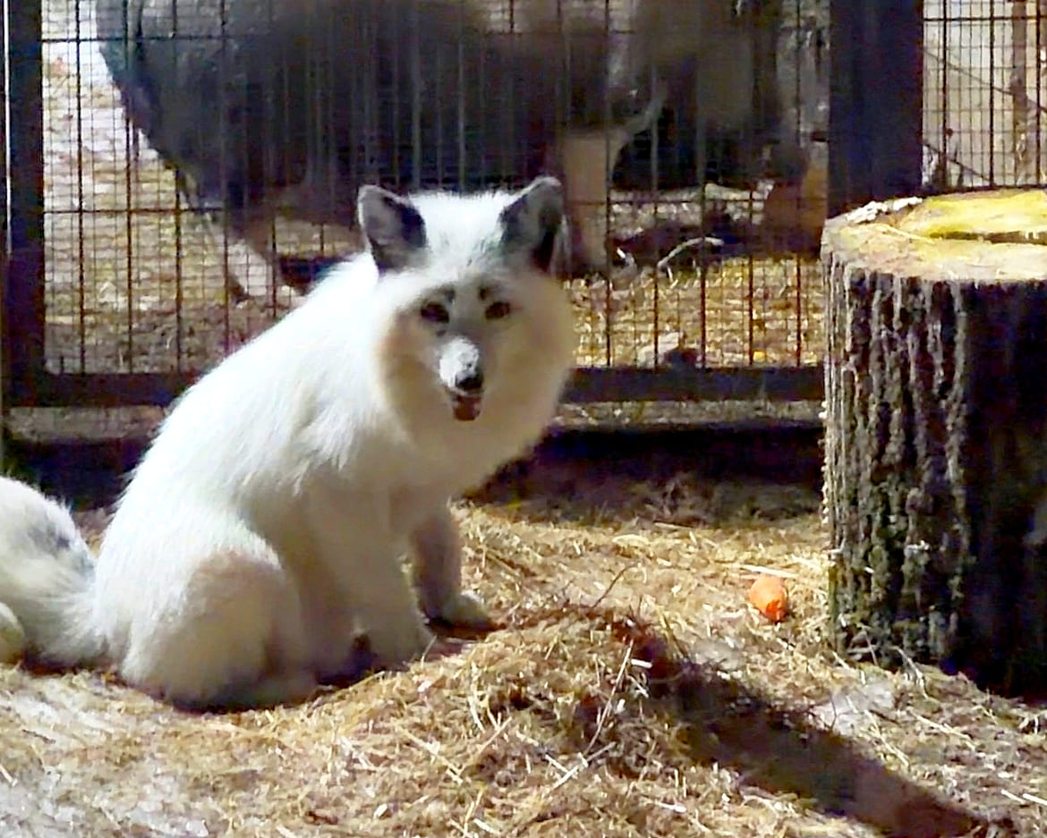 Мраморный лис Марвел вернулся в монастырский приют