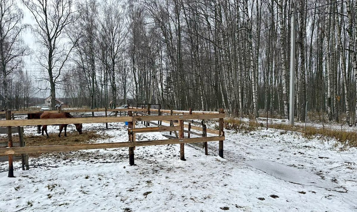 В Киржаче ребенок пострадал после падения с лошади