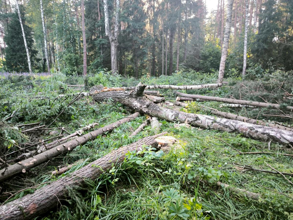 Марьинский полигон вырубка леса деревьев-min