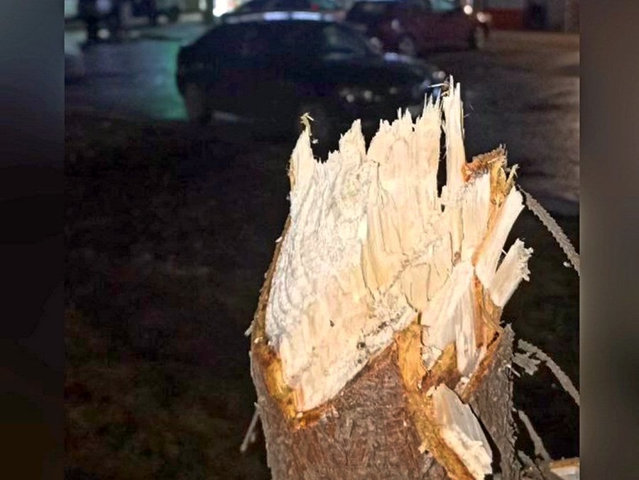 Мигранта с Дубровы арестовали за вырубку дерева и угрозы насилием