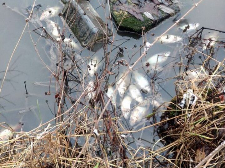 Мэрия признала вину в отравлении пруда в Добром