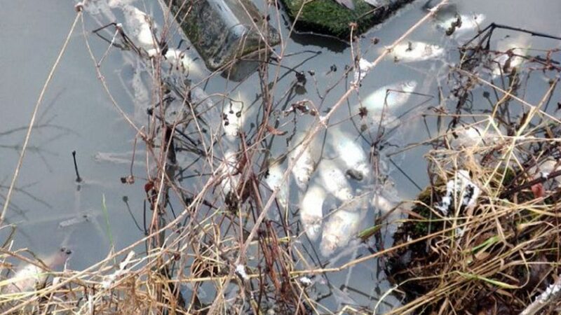 Мэрия признала вину в отравлении пруда в Добром