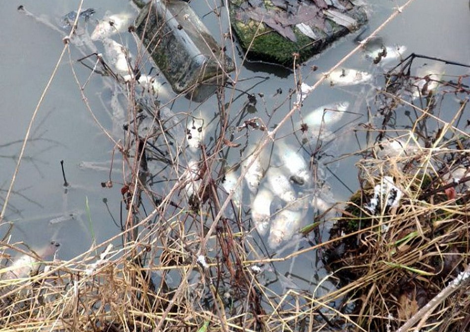 Мэрия признала вину в отравлении пруда в Добром