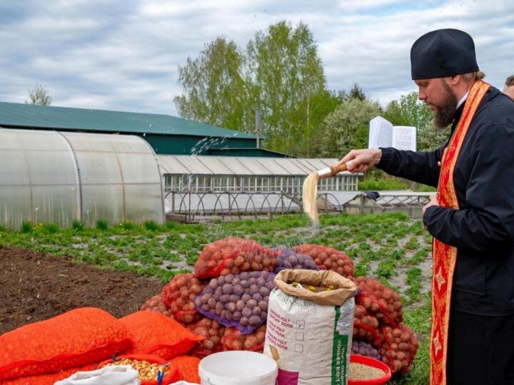 Владимирские фермеры пожаловались на отказ закупать их овощи вместо импортных