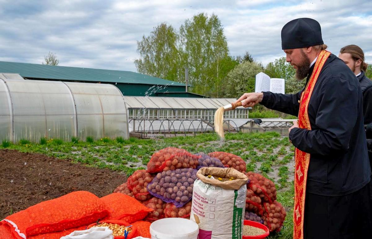 Никандр картошка