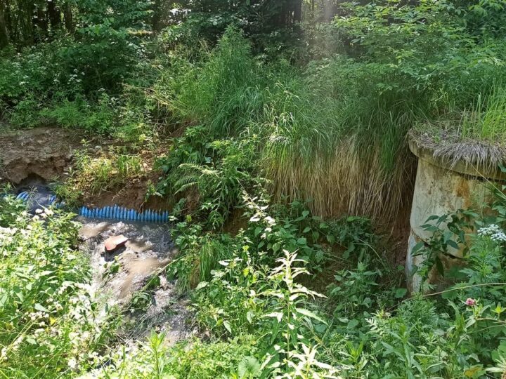 В парке «Дружба» вновь прорвало канализацию