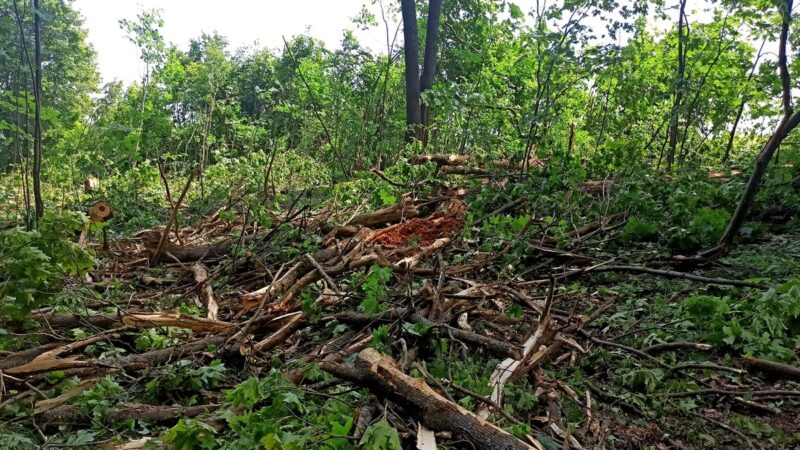 Рослесхоз потребовал запретить Мельниковым вырубать лес в «Дружбе»