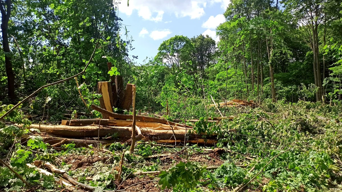 Мельников вырубает 4 га леса в парке «Дружба»
