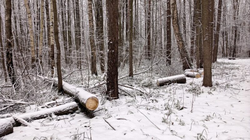 Парк «Дружба» не полностью включили в состав городских лесов