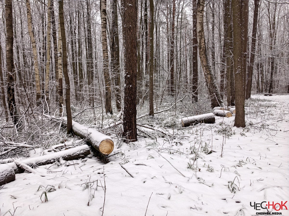 Парк Дружба вырубка 3