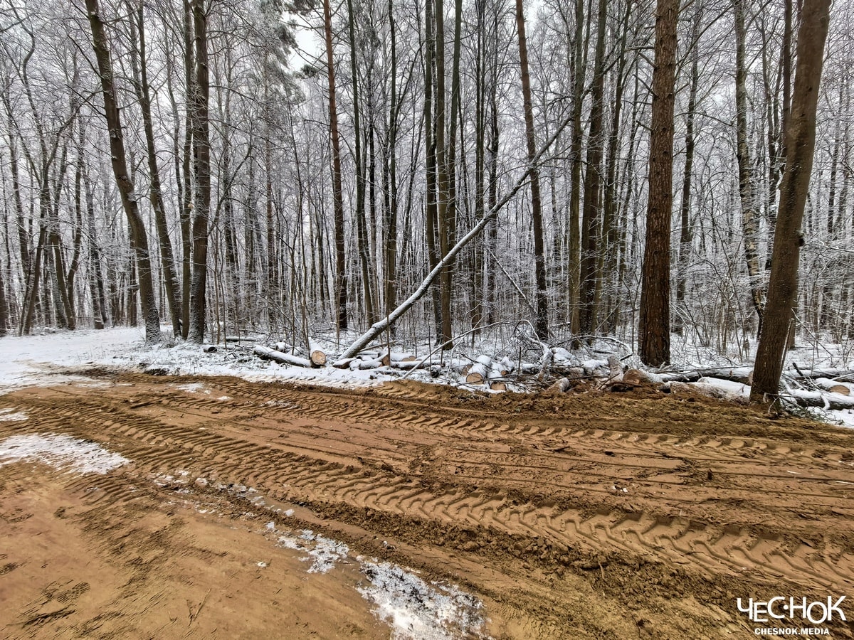 Парк Дружба вырубка 3