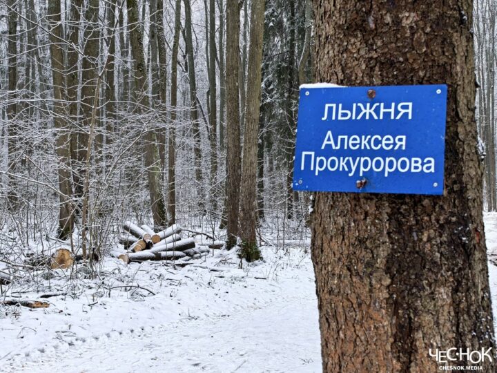 По незаконной вырубке парка «Дружба» возбудили уголовное дело