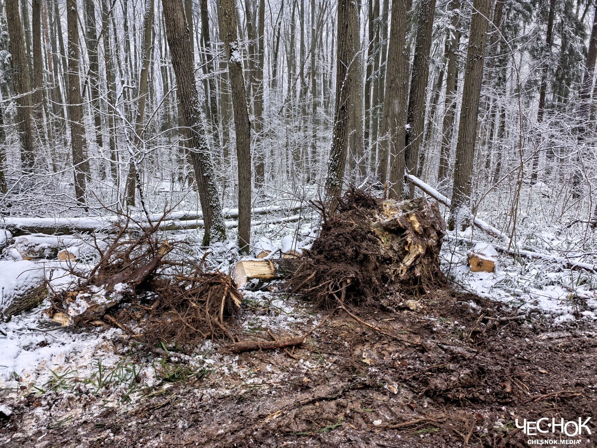 Парк Дружба вырубка 3