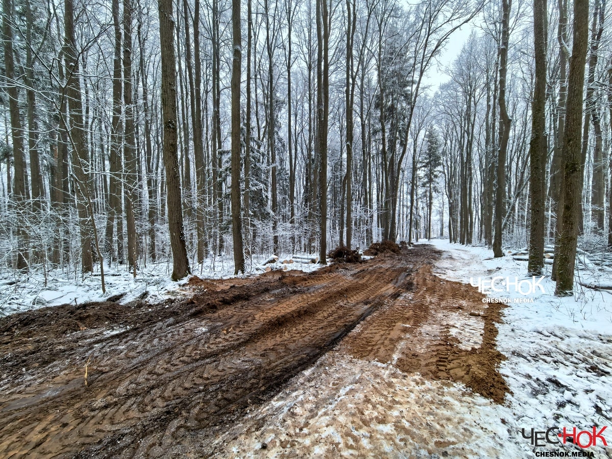 Парк Дружба вырубка 3