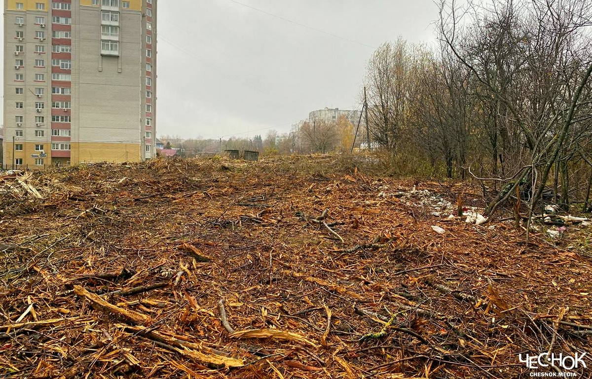 Парк ДТЮ дорога вырубка деревьев 3