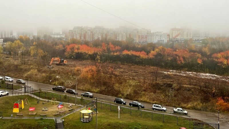 В парке у ДТЮ продолжают валить деревья под дорогу