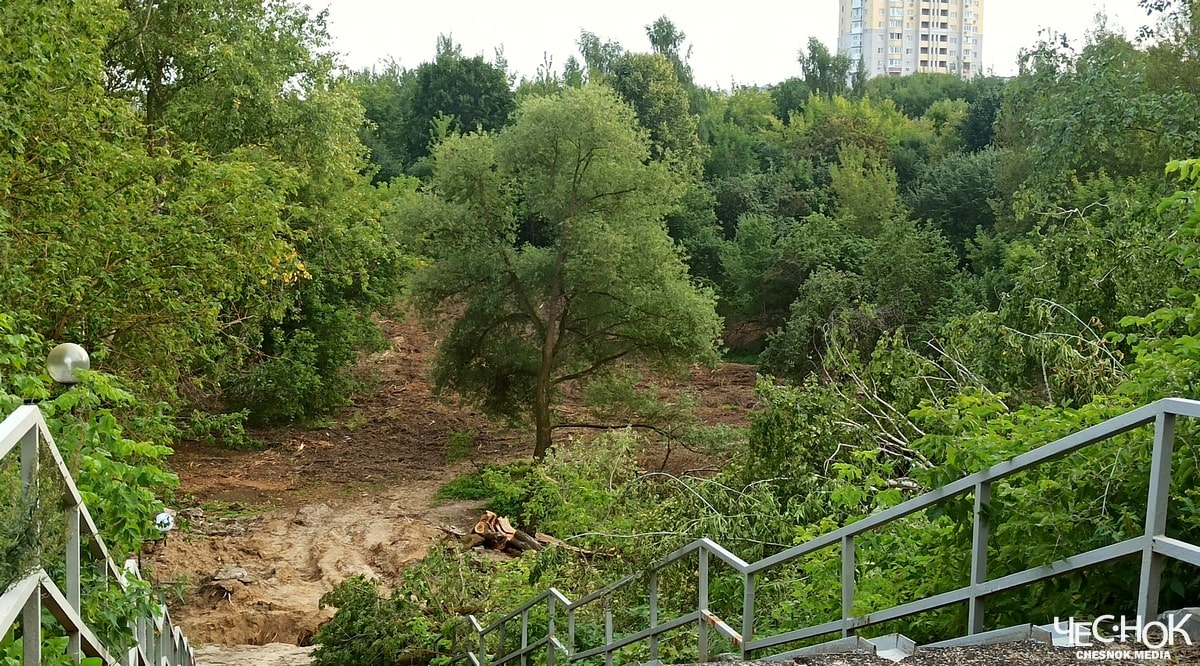 Парк ДТЮ вырубка деревьев 2