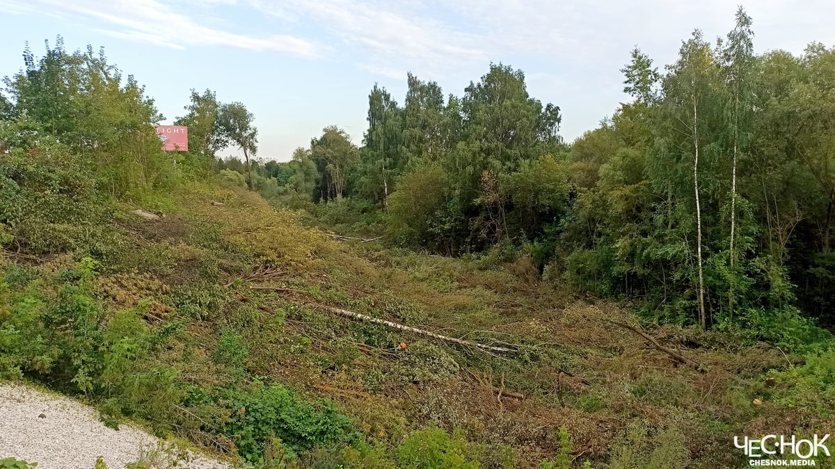 Парк ДТЮ вырубка деревьев 2