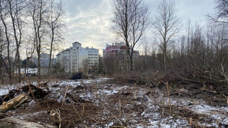 Под хруст деревьев. В парке у ДТЮ вырубили рощу под вторую дорогу