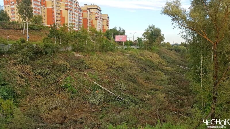 Парк у ДТЮ во Владимире начали вырубать