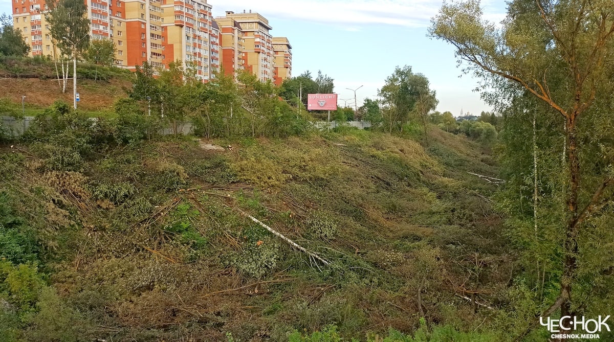 Парк у ДТЮ во Владимире начали вырубать