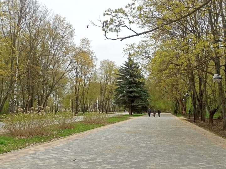 Топорная работа. В парке Суздаля вырубят более 100 деревьев