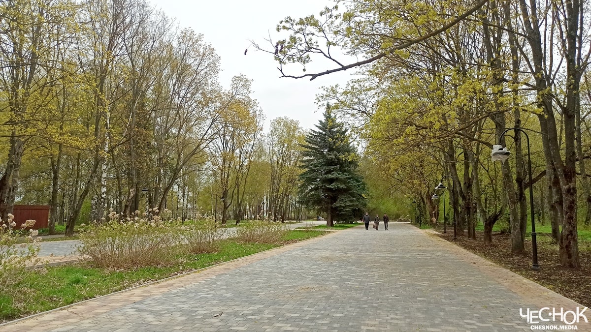 Топорная работа. В парке Суздаля вырубят более 100 деревьев