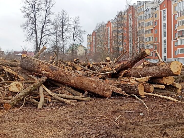 Во Владимире за год вырубили более 3000 деревьев