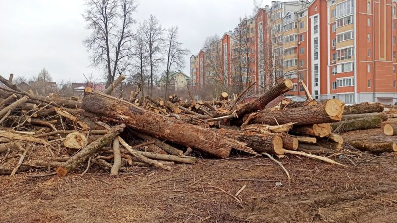 Во Владимире за год вырубили более 3000 деревьев