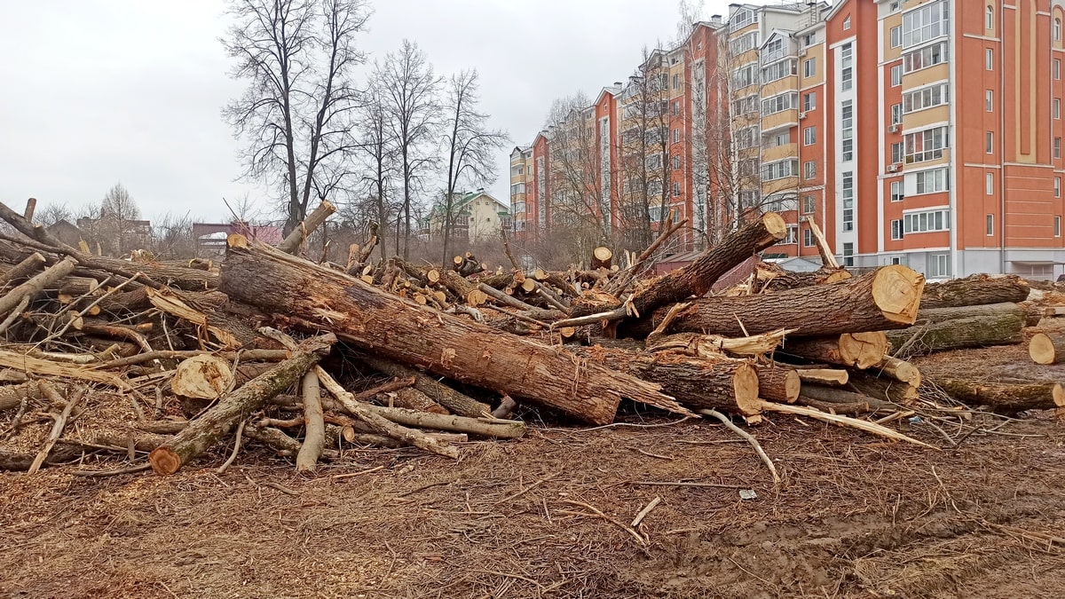 Парк у ДТЮ дорога вырубка деревьев