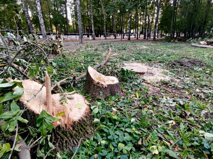 За месяц во Владимире из-за златки вырубили еще 200 деревьев