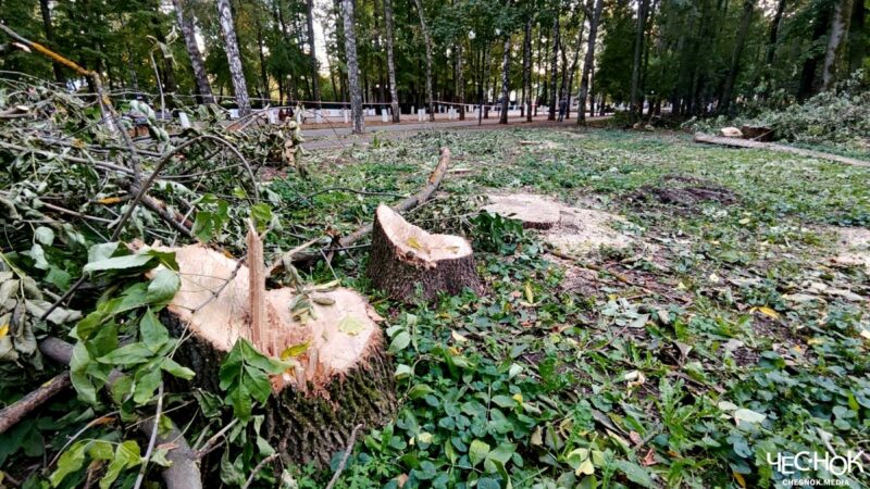 В Центральном парке Владимира массово вырубят деревья