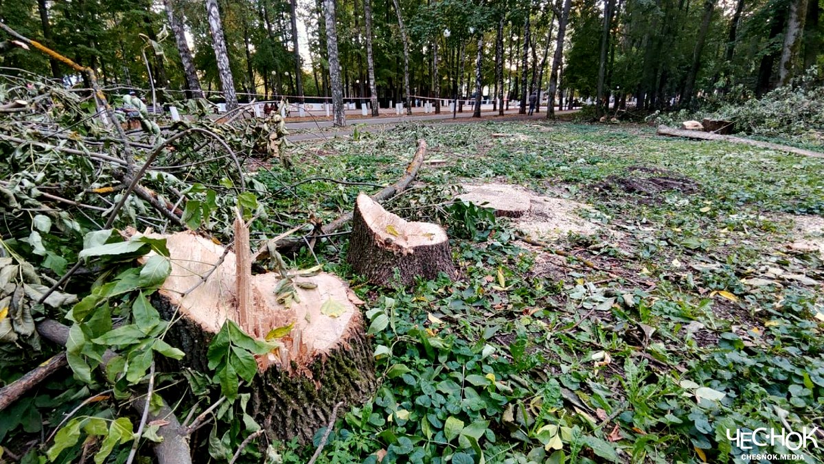 В Центральном парке Владимира массово вырубят деревья