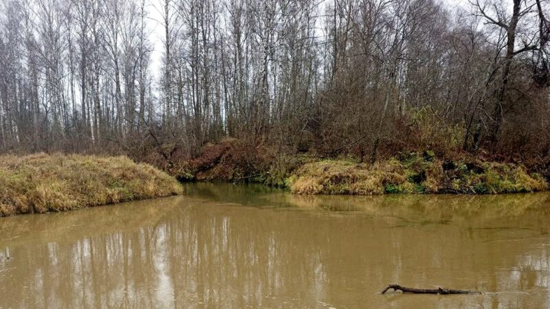 В Петушинском районе в реку Пекша слили навозную жижу