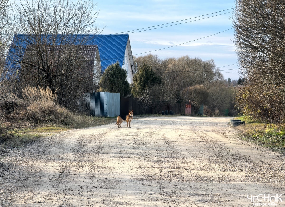 Петушки Головино дорога собака