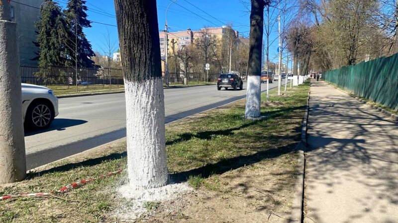«Более гармонично смотрятся». Во Владимире снова белят деревья