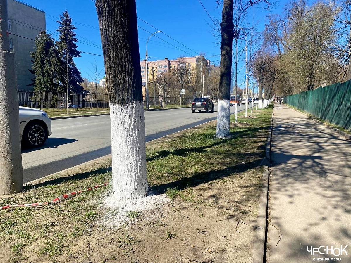 «Более гармонично смотрятся». Во Владимире снова белят деревья