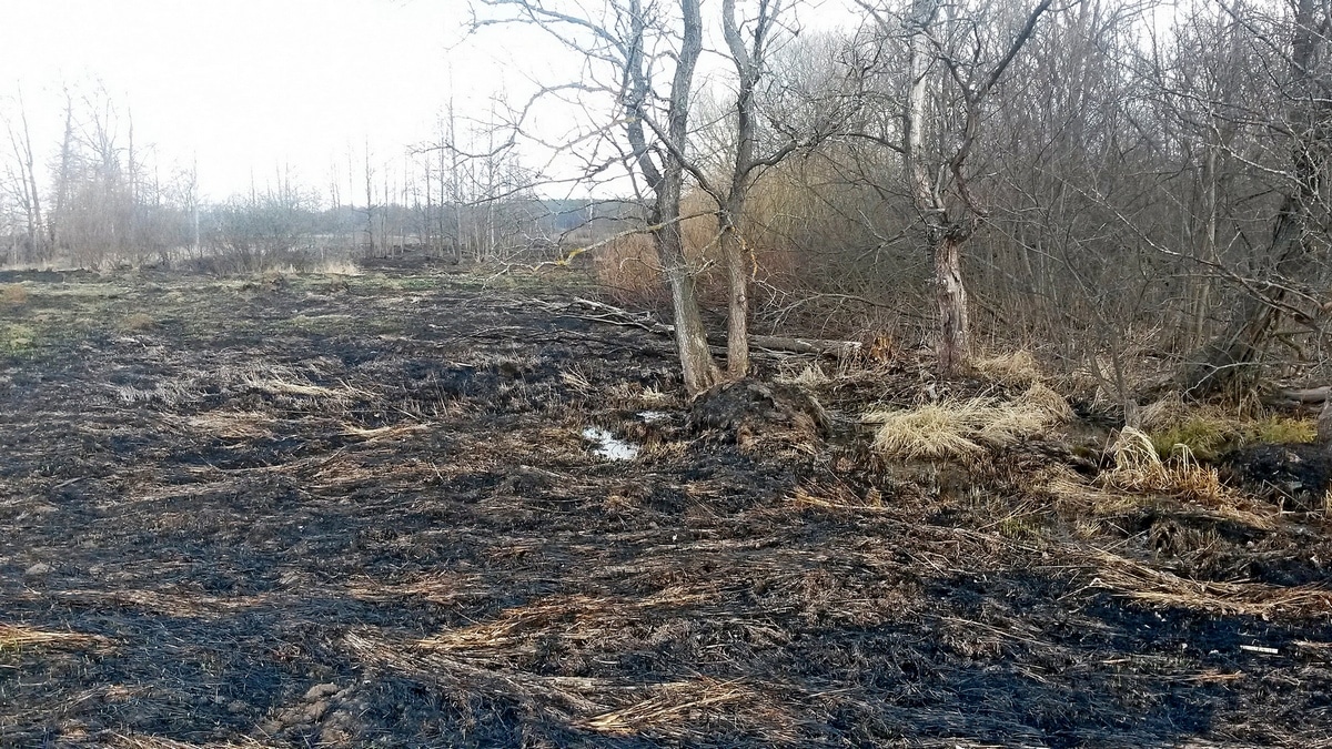 Белый дом выделил 4,4 млн рублей на наблюдение за лесными пожарами