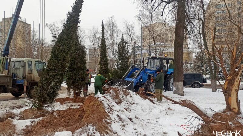 Новые ели на площади Победы высадили в зиму