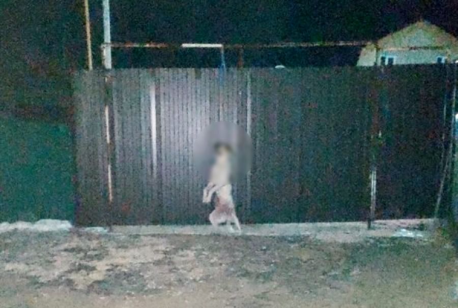 Полиция не подтвердила версию о повешенной на заборе собаке