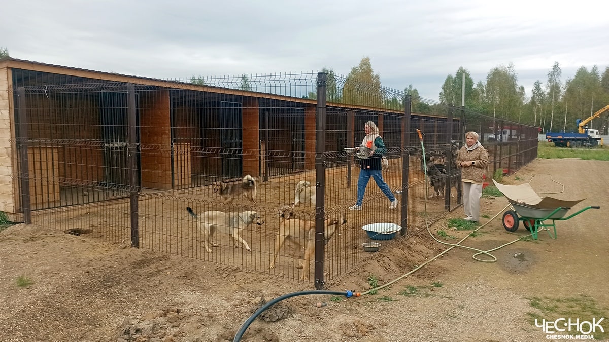 Приют Александров собаки последний ангел