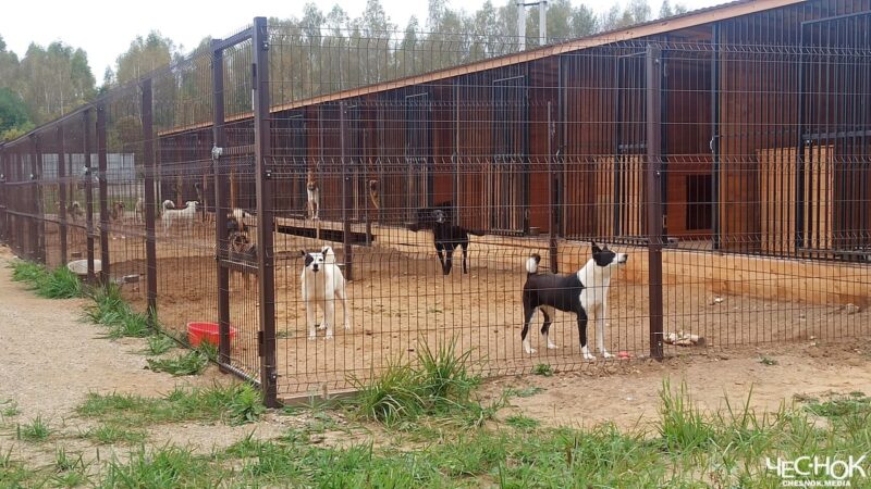 В Александрове волонтеры за свой счет строят приют для собак