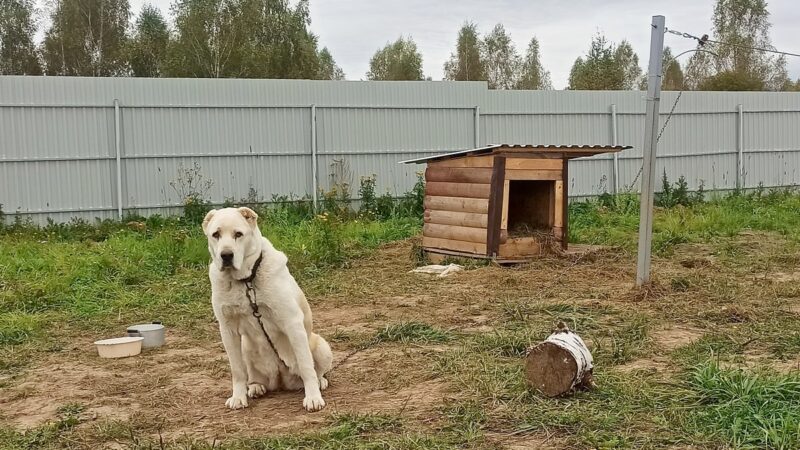Областной приют для животных в ближайшие три года не появится
