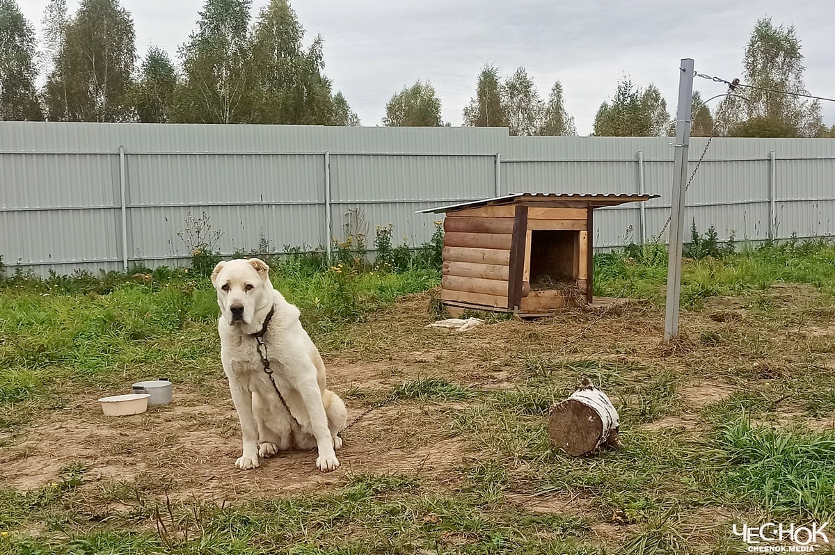 Приют Александров собаки последний ангел 3
