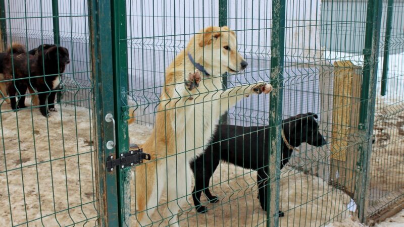 В субботу во Владимире пройдет антифестиваль питомцев из приютов