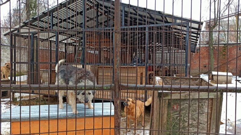 Животные приюта «Валента» начали переезжать в новый дом 
