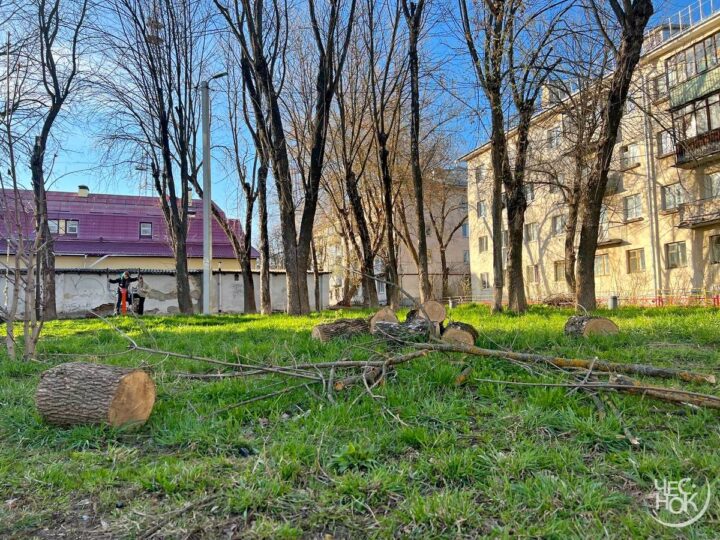 Еще 200 деревьев во Владимире уничтожили вредители