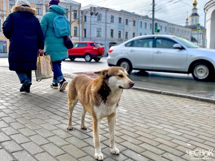 Во Владимире начнут отлавливать бездомных животных